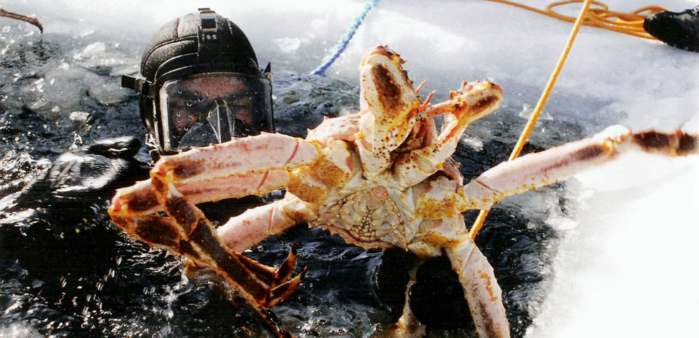 King Crab Diving in Scandinavia