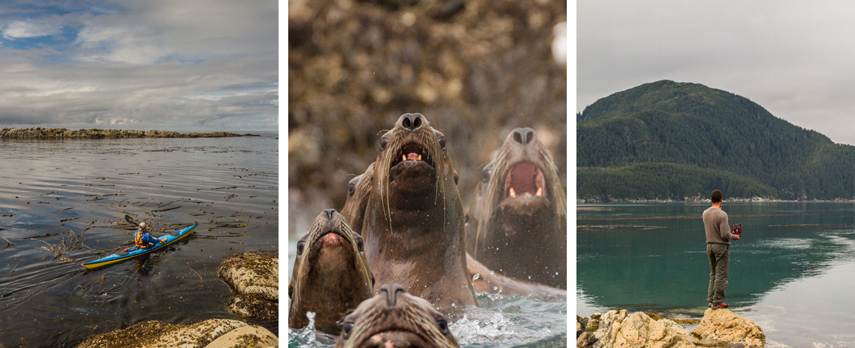 blow holes and sea lions on the coast of Alaska