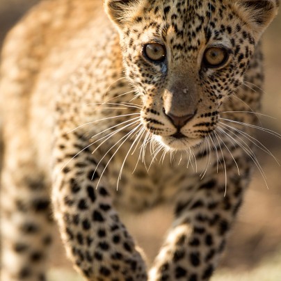 Living With Leopards. Photo by Luke Massey