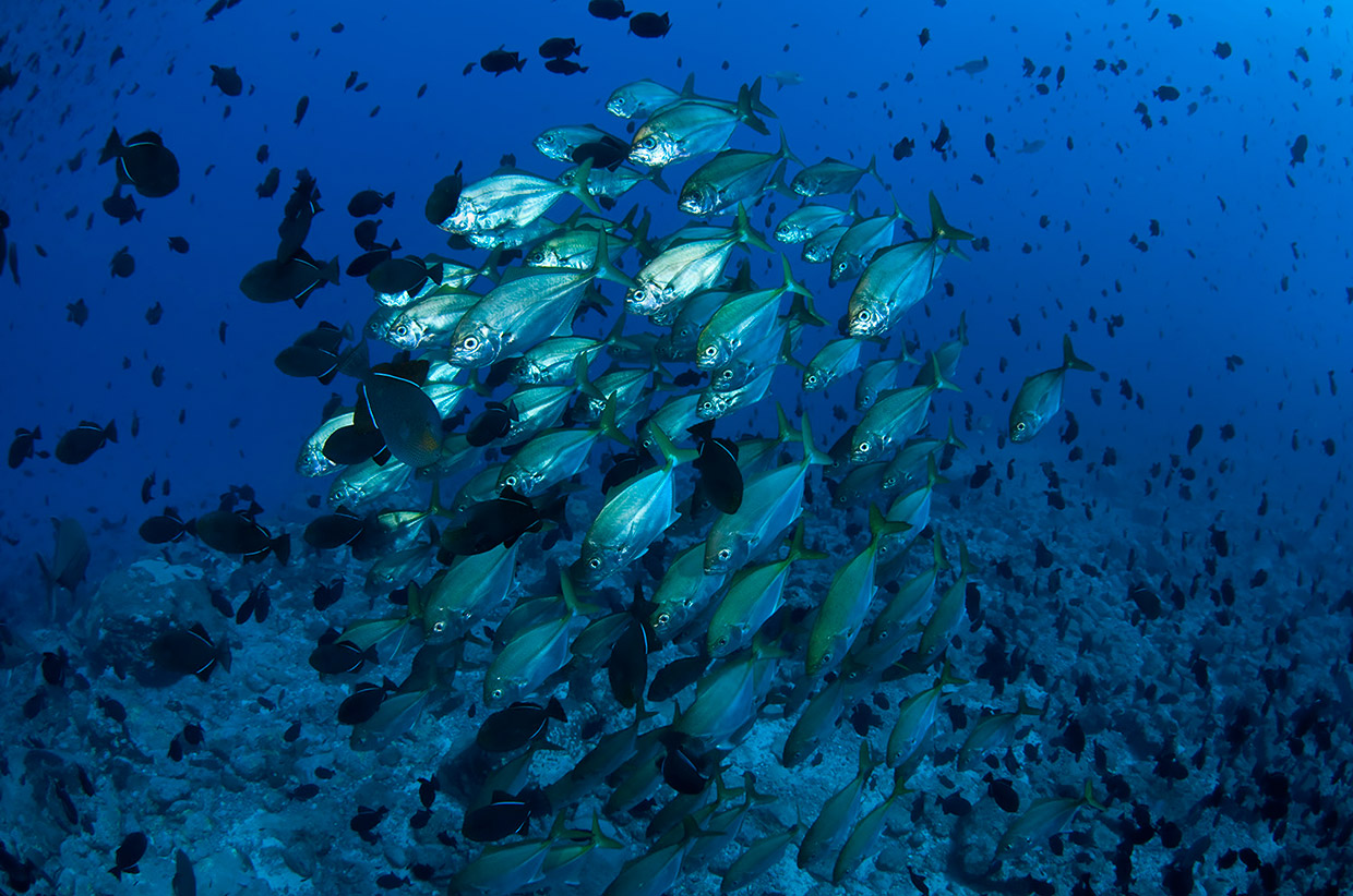 Diving Ascension Island