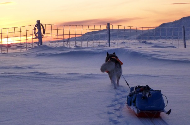 Across the Arctic Blue Night