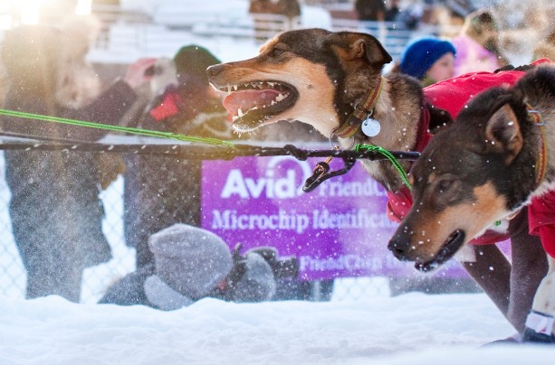 The Yukon Quest