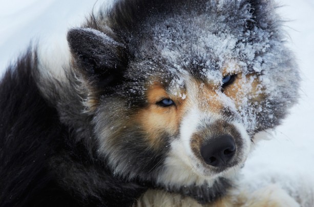 Svalbard – Confined to Freedom