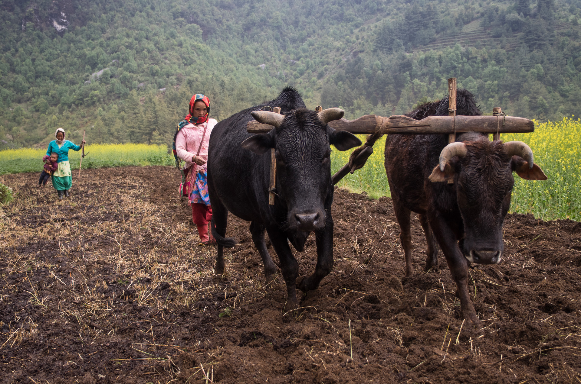 Nangi farmers using oxen to spade and seed the field