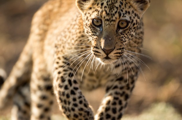 Leopard Tales