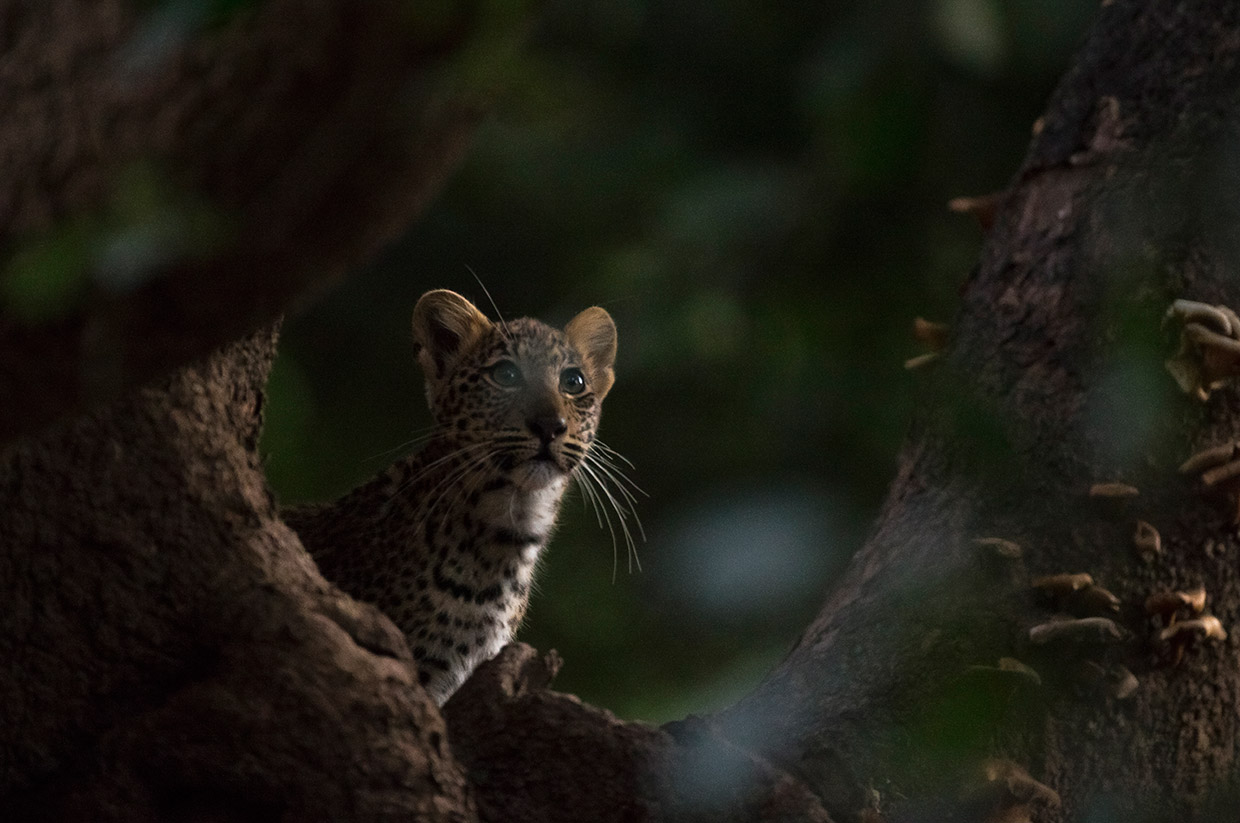 Living With Leopards. Photo by Luke Massey