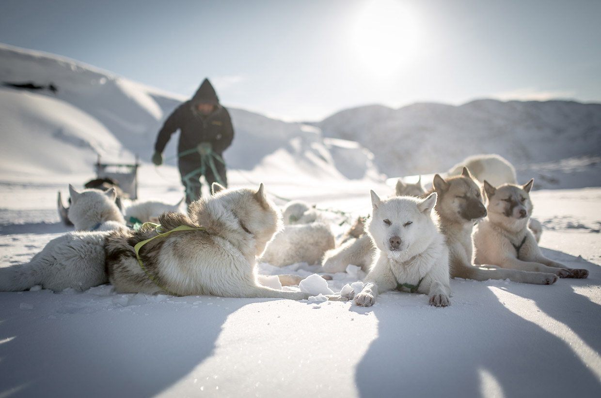 Dog sledding in Greenland. Photo by Mads Pihl