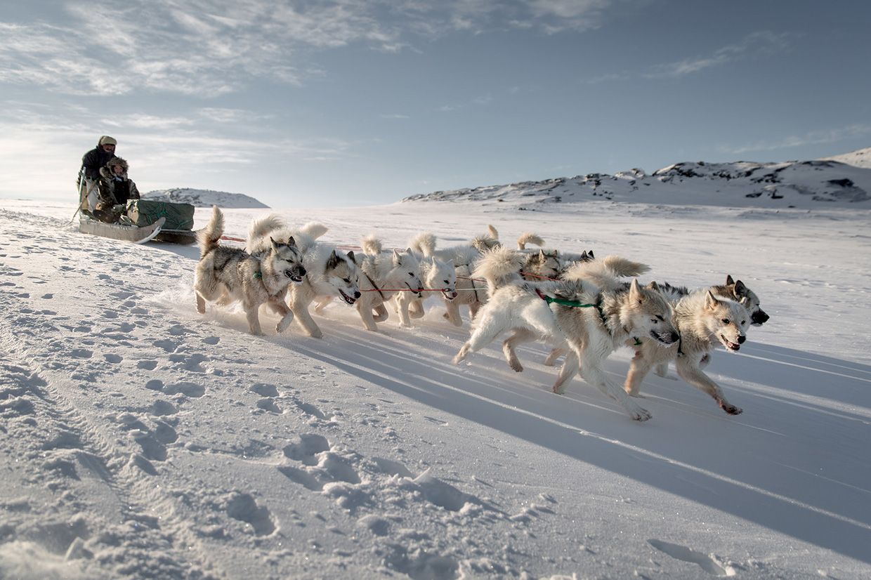 Dog sledding in Greenland. Photo by Mads Pihl