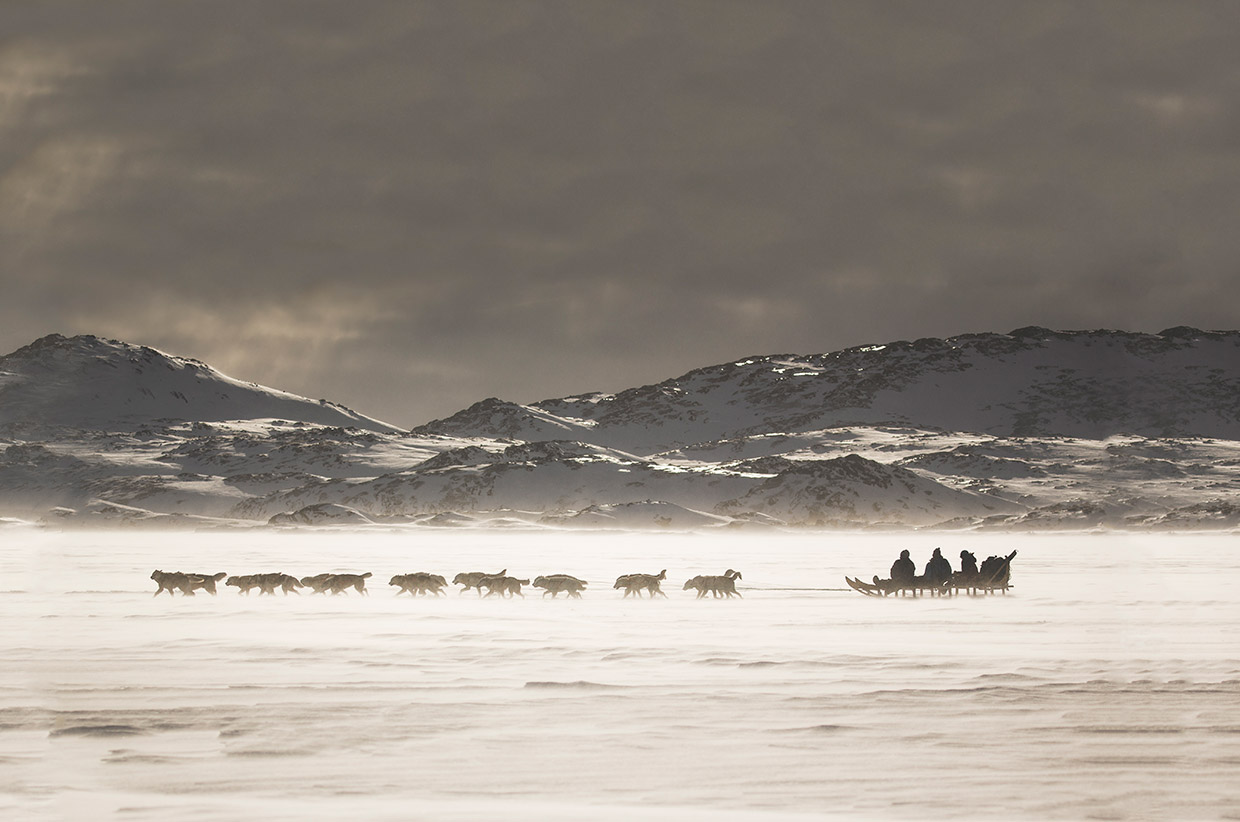 Dog sledding in Greenland. Photo by Mads Pihl