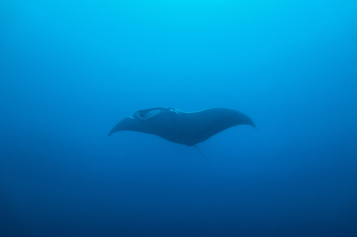 giant-manta-ray