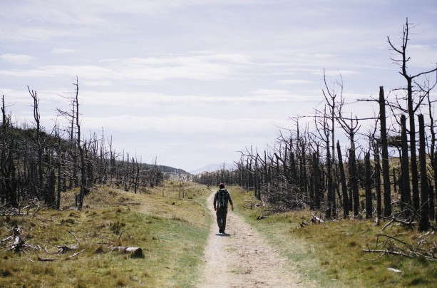 Coastal Forests