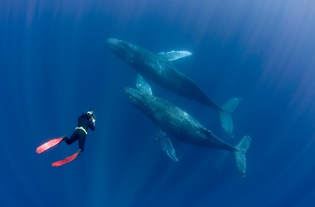 Ocean Film Festival World Tour