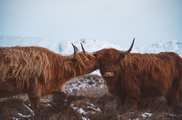 Highland Inspiration