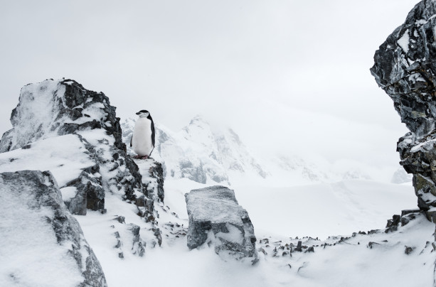 Antarctica 2020
