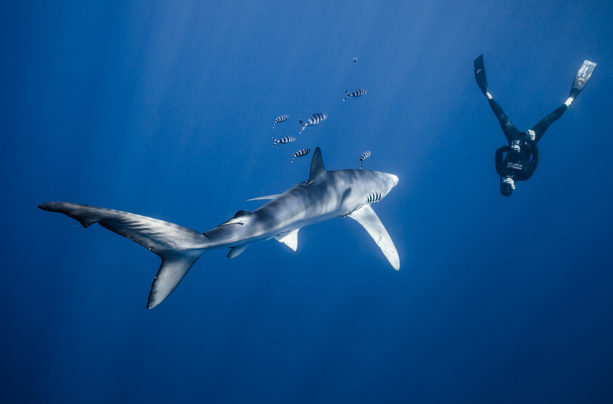 More Than Just Jaws – Diving with Lukas Müller