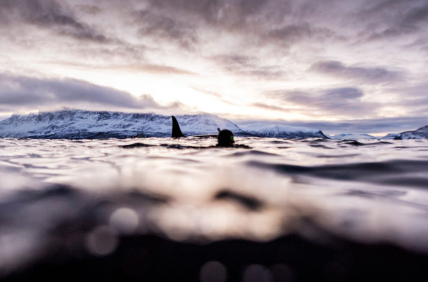 The Silent World: The Arctic Whale project