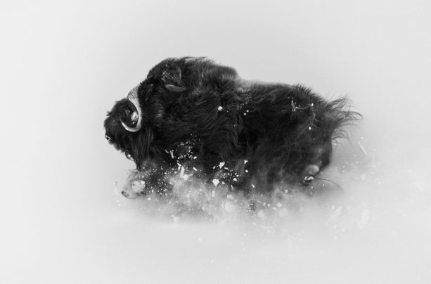 Arctic Survivors