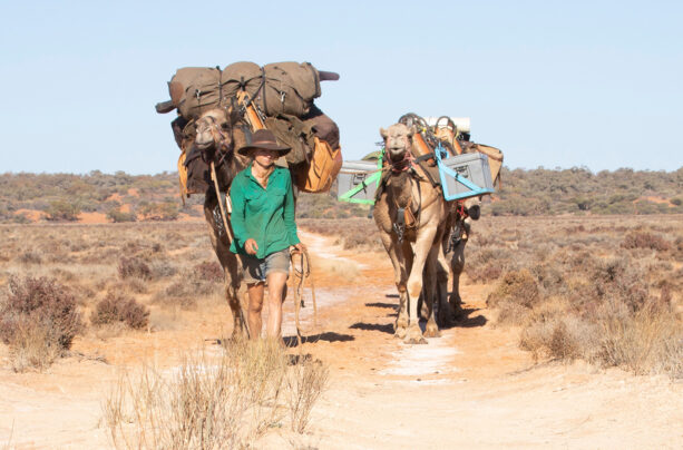 In the Company of Camels