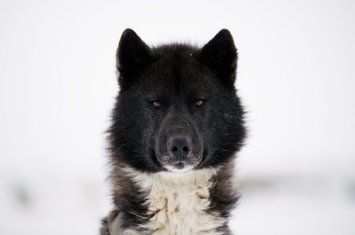 Returning to the Ice