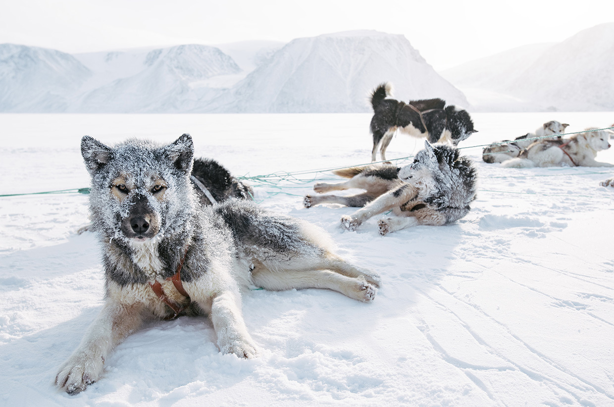 Returning to the Ice