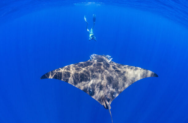 The Marine World of St Helena