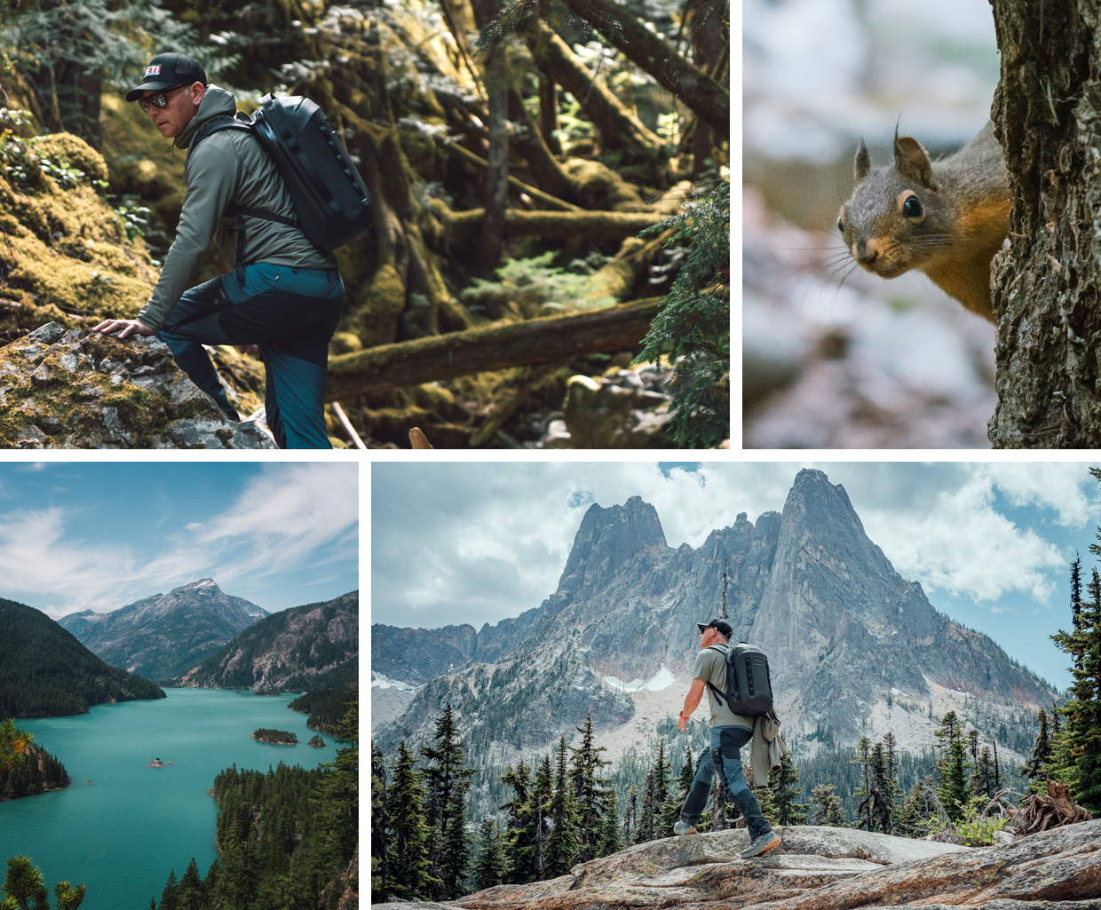 In Search of the Bald Eagle