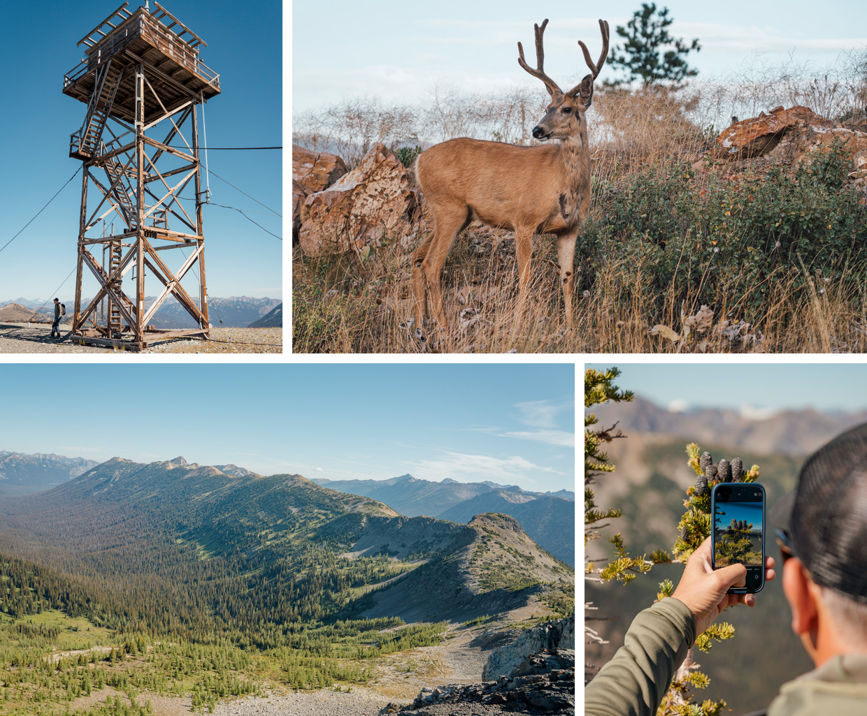 In Search of the Bald Eagle