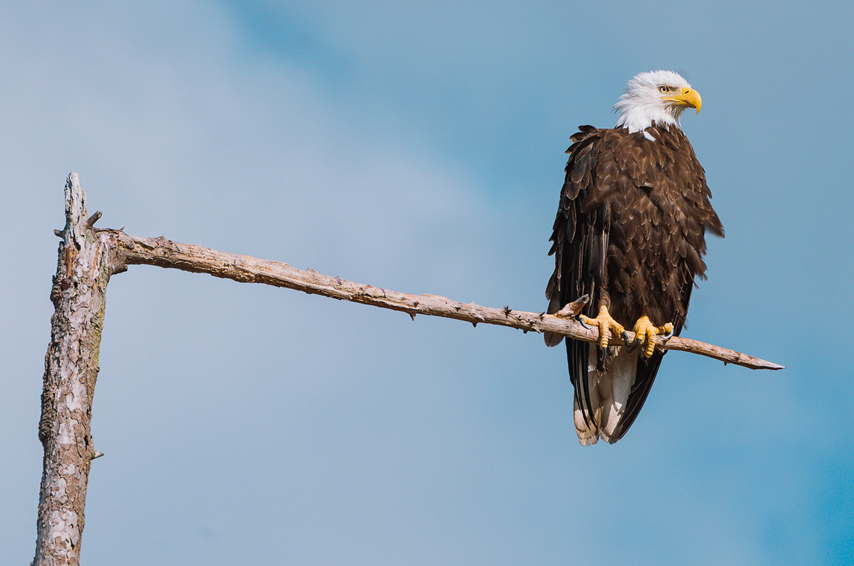 In Search of the Bald Eagle